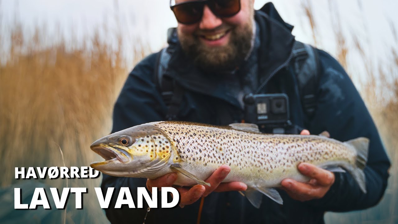 Store Havørreder På Ultra Lavt Vand! Tips & Tricks - Tidlig Vinter