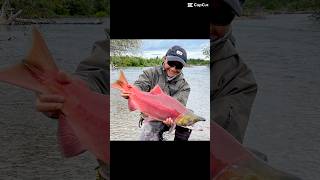 Alaska! #flyfishing #salmon #salmonfishing #alaska #fishing