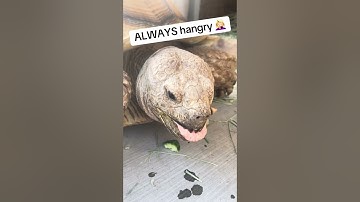 Tortoise is aggressively eating a cucumber!