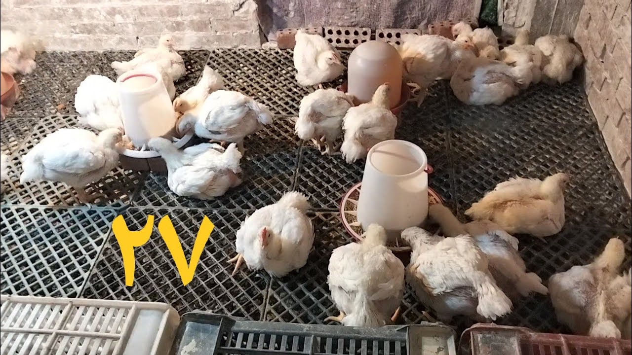 عمر الفراخ ٢٧ يوم # اعشاب مضاد سموم ومضاد حيوي ورافع مناعه  وفاتح شهيه ومنشط للكبد # سقوه مفيده جدا 