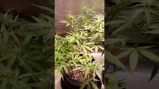 Flower Tent Update