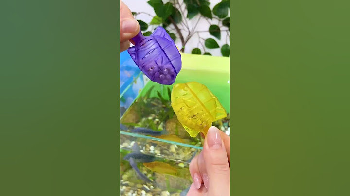 Pet big fish tank cleaning fish accessories #trending #fishbowl #fishtank #aqurium #fishaquarium