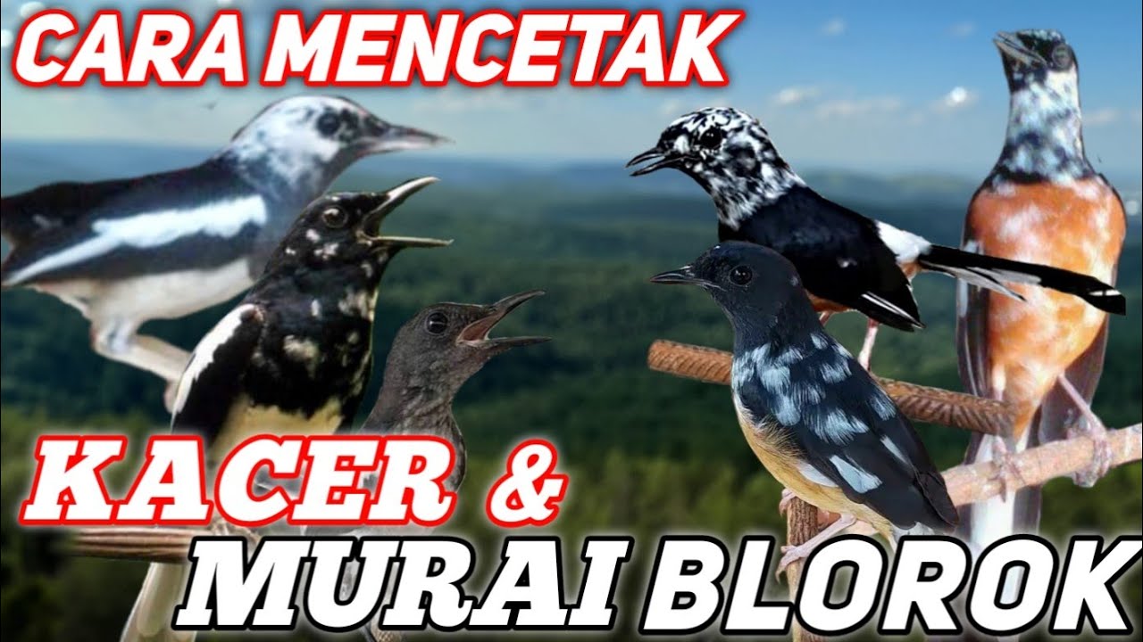 Mencetak Kacer dan Murai Batu  Blorok Begini caranya...!!!