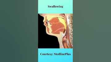 How swallowing works?