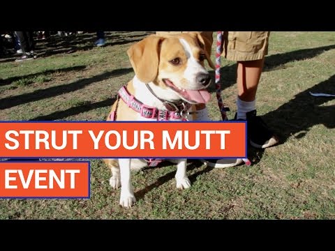 Best Friends Animal Society Strut Your Mutt Puppy Video 2016 | Daily Heart Beat