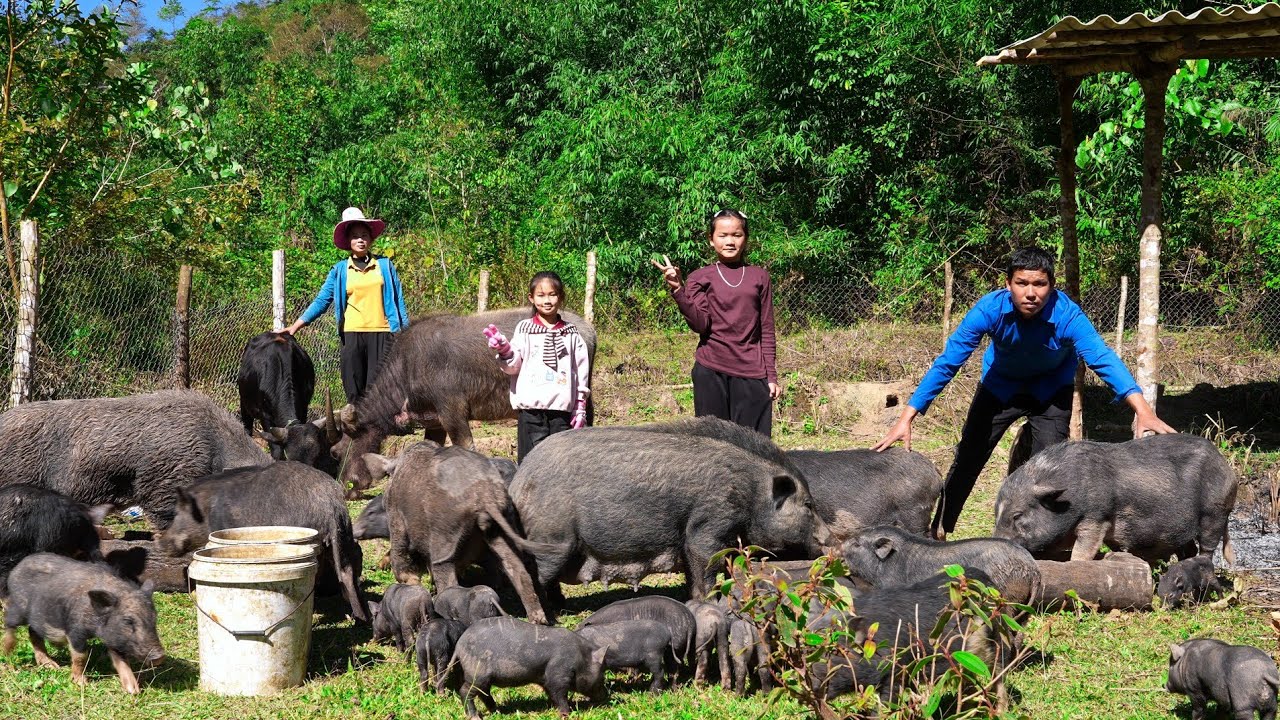 Completed Pig Pen Far From Farm, For Convenient Pig Grazing In The Forest | Family Farm 