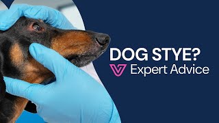 Dog Stye on Eyelid? Symptoms, Home Treatment & When to See a Vet