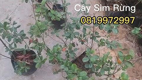 Sỉ lẻ bụi cây sim rừng, đã thuần chậu cao gần 1m/ liên hệ 0819972997