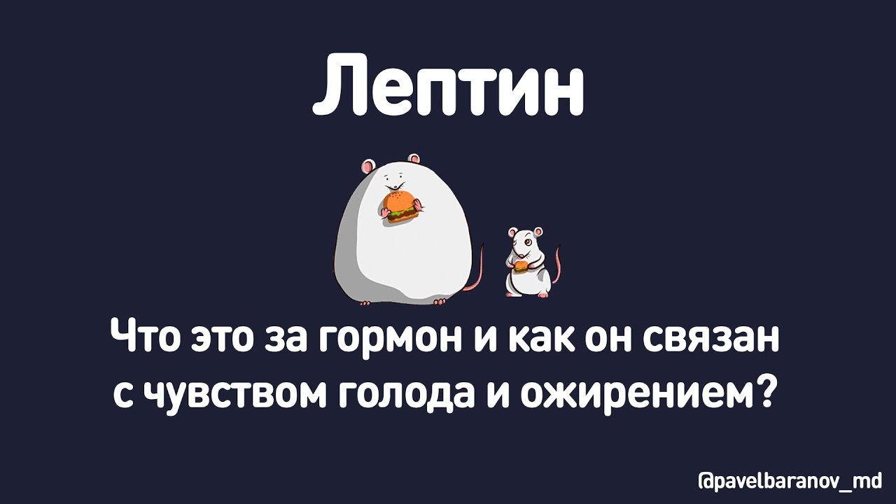 Лептин. Что это за гормон и как он связан с чувством голода и ожирением ...
