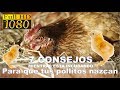 7 Consejos Para que tus pollitos Nazcan durante la Encubacion| HD