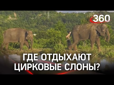 Цирковые слоны поехали в отпуск в Сочи есть кабачки