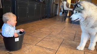 Adorable Baby Boy Chases His Dog In A Bucket!! (So Cute!!) by Life with Malamutes 118,649 views 10 days ago 2 minutes, 58 seconds