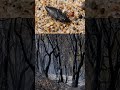 ENCUENTRA INCENDIOS DESDE KILÓMETROS DE DISTANCIA