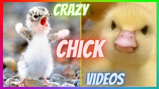 CHICKS | Funny And Crazy Chicks | 😻 Best Of The 2021 Funny Animal Videos 🐶 | by Funny and Crazy Animals 207 views 2 years ago 4 minutes, 52 seconds