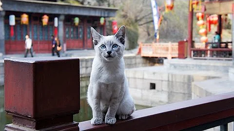 Watch the video about Follow the cat to the Summer Palace see Siamese cat playing outside