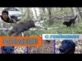 Охота на лося с лайками#2 hunt for moose