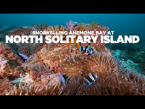 Snorkelling Anemone Bay, North Solitary Island | Destination NSW Highlight Reel