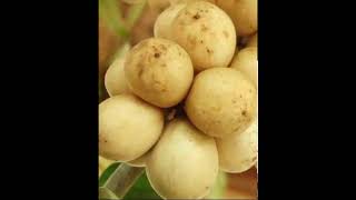 Langsat Fruit Benefits