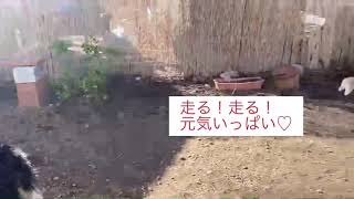 Anneの愛犬たち〜ココちゃん元気！#チベタンテリア