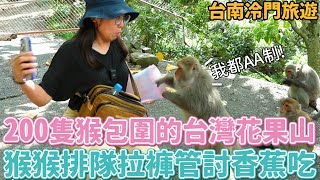 Vlog 25 被200隻猴猴包圍的台灣花果山猴猴居然會排隊拉褲管討香蕉閃電型開花生