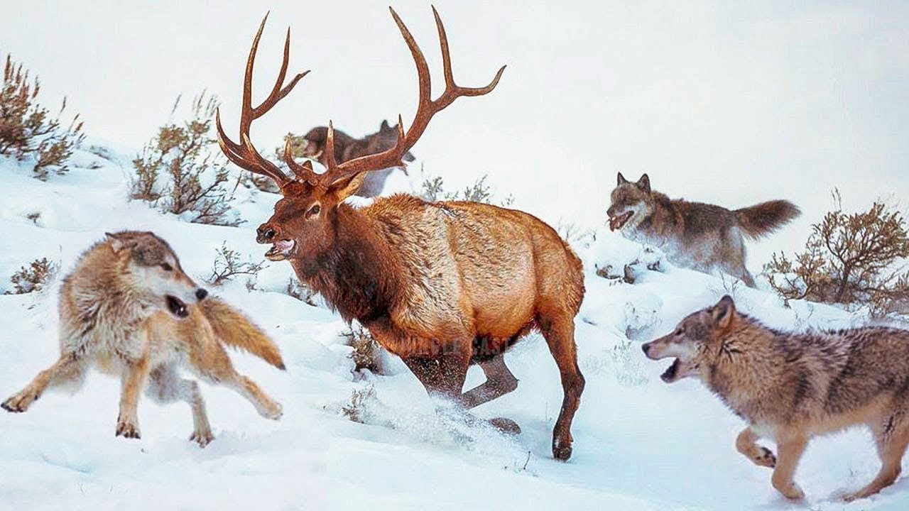 Ferocious Hunting Moments Performed By Wolves YouTube Ferocious Hunting Moments Performed By Wolves YouTube