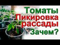 Пикировка рассады томатов. Вред или польза ?