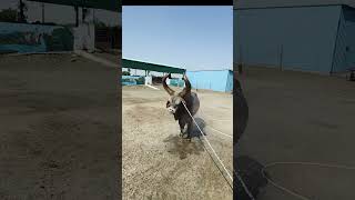 #cow #Gau Mata Nandi