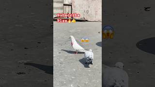 😱😱#viral#birds#shortsviral#kbooter#trendingshorts#kbootar#pigeon#kbooterbazi#pigeo#shots😱😱😱😱😱