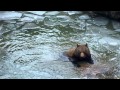 Braunbär im Nationalpark Bayerischer Wald