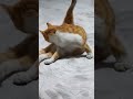 jorking peneerr👅 #cat #pets #funny #kpop #kitty #cute #annimal #trend #documental #animal #funnycats