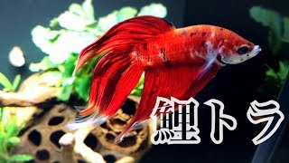 鯉カラートラディショナル ベタの赤虫タイム Youtube