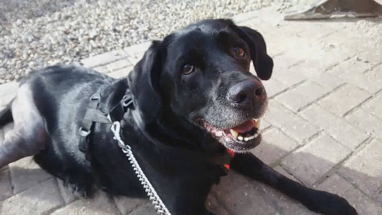 Snoopy Recovery Snoopy Recovery and a Hedgehog (5) - YouTube