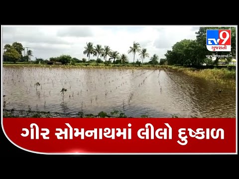 Gir-Somnath: Excessive rainfall leads to crops loss, farmers demand compensation at the earliest