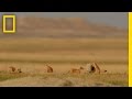 Playful, Elusive Foxes Took Years to Capture on Camera | National Geographic