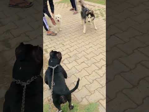 #pitbull #vs #tow #dog #fight 🤫🤫