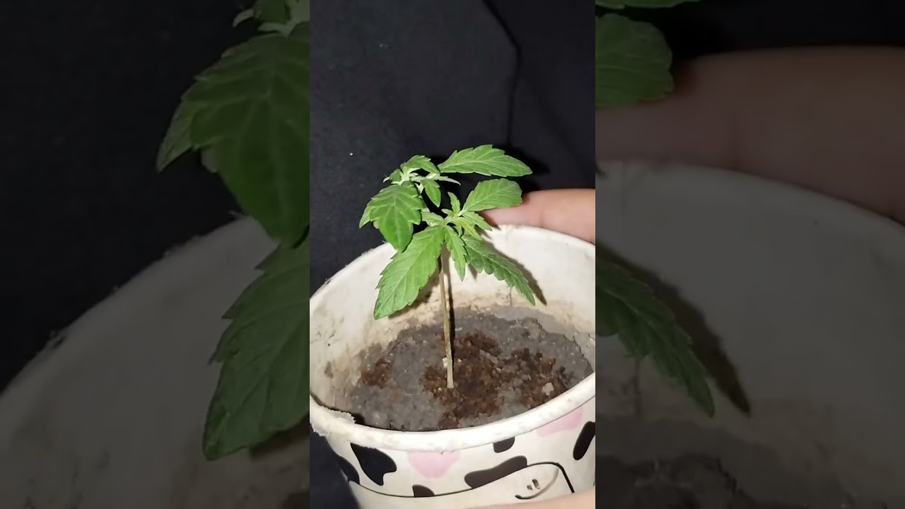 pezinho de maconha macho ou fêmea?? 1 mês de vida 