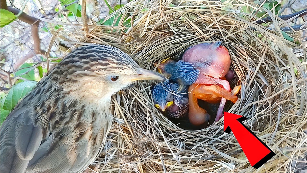 Cuckoo Baby is throwing out the Common babbler baby, mother is watching ...