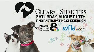 Clear The Shelters