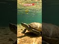 Weirdest Turtle Ever? Meet the Mary River Turtle 😱 (Real Punk Turtle!)#MaryRiverTurtle