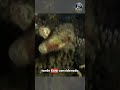 Parece una Piedra… Pero Puede Matarte