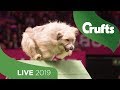 Crufts 2019 Day 2 - Part 2 LIVE