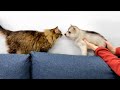 A Tiny Puppy Husky Sees a Cat For the First Time! Cutest Video