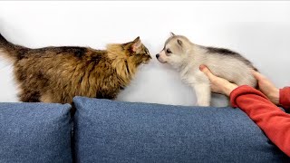 A Tiny Puppy Husky Sees a Cat For the First Time! Cutest Video