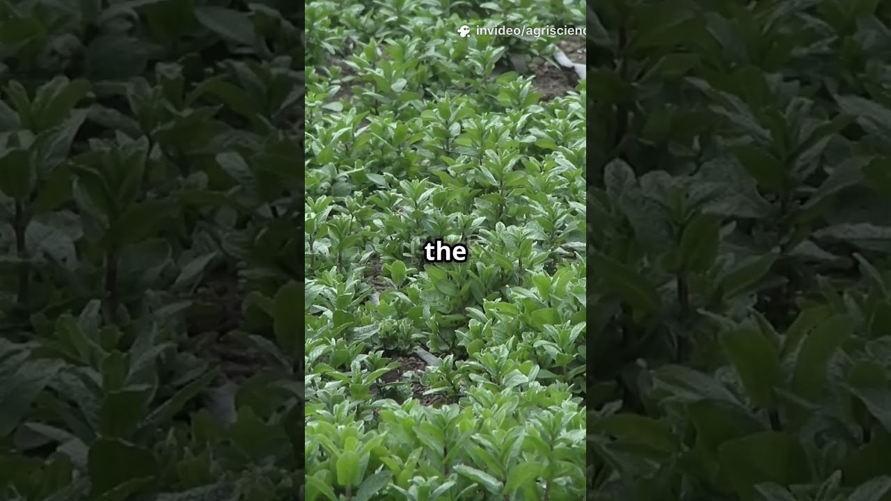 Organic Fertilization Shapes Diazotrophic Microbiomes in Legume and Grass Rhizospheres