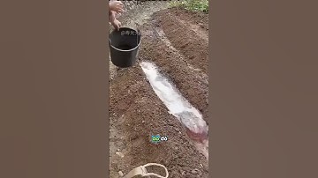 Tưới nước cho cây trồng theo cách này? | #shorts #nanminrang