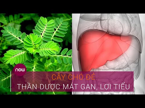 Video: Cấy Cây Chó đẻ - Khi nào và Làm thế nào để Cấy cây Chó đẻ