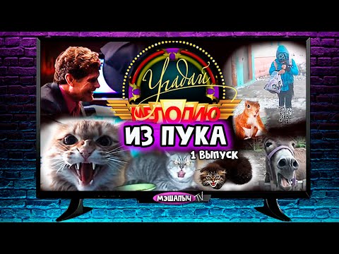 Трое агрессивных котов , осел , школьница и пердун с   белочкой . Как это все обьединить ?