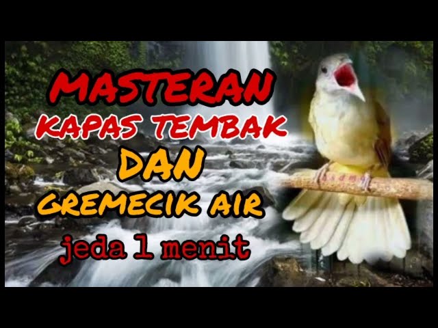 masteran kapas tembak dan gremecik air jeda 1 menit class=