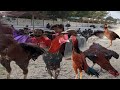 Aseel murga market  today vlog visit pakka qila hyderabad murga market  panhwar bird lover