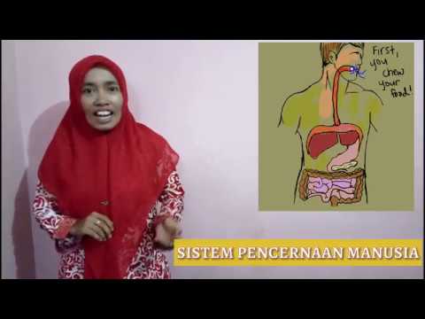 Video Sistem Pencernaan Manusia Kelas 5 SD - YouTube